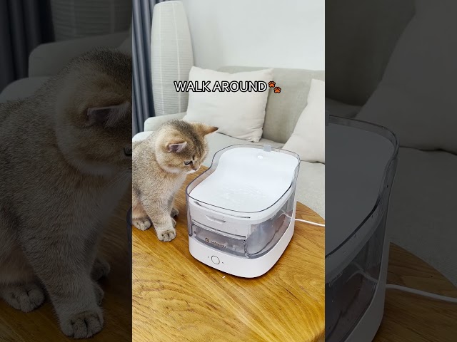 I GO MEOW 🐱I GO MEOW #petgugu #shorts #cats #cute #petcare #meow #petsupplies #water #smarthome #fyp