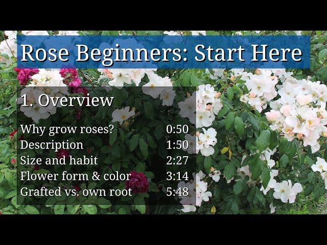 Introduction to Roses for Beginners