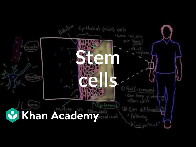 Stem cells | Cells | MCAT | Khan Academy