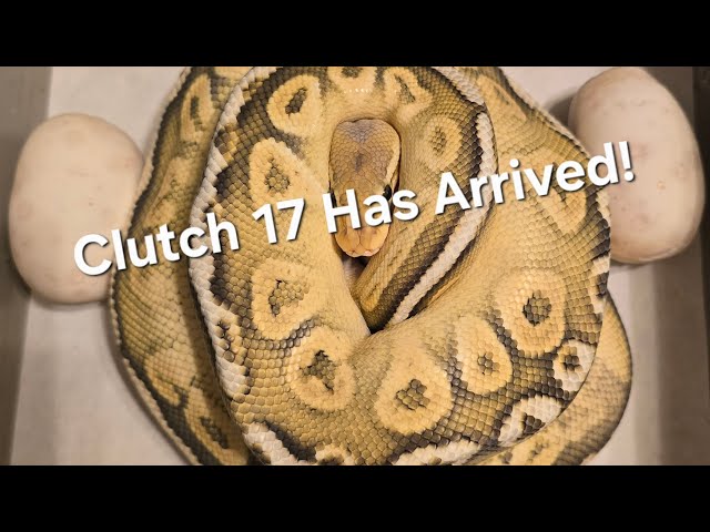 Did the Sunset Sire Hit!? Dual Sire Ball Python Egg Pulling (Clutch 17)