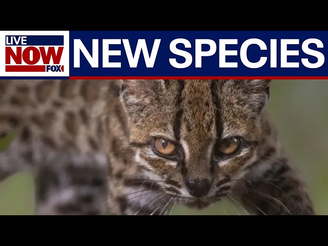 New cat species discovered for first time in a century