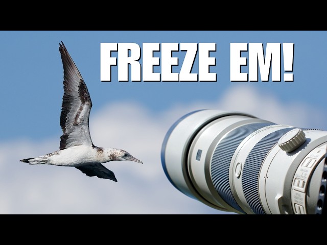 How I Stopped Guessing My Bird Photography Settings