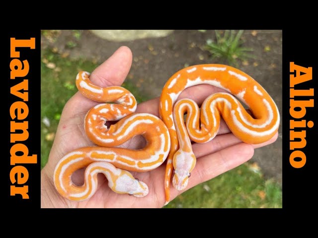 Ball Python Morphs.The Lavender Albino With Balls Of Fury.