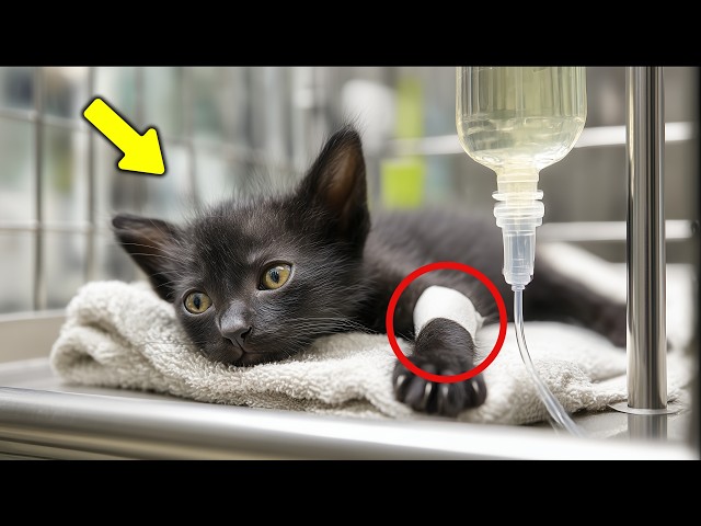 I Found this Kitten by the Trash. Everyone Ignored Him Until It Was Almost Too Late