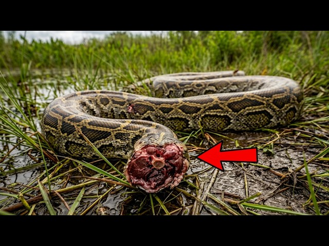 🚨 BREAKING: Something Is Beheading Giant Pythons in Florida… And It Makes No Sense