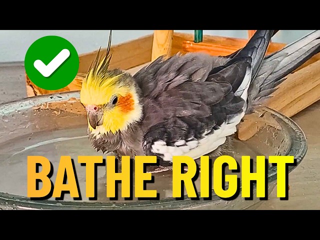 How to Bathe a Cockatiel Safely: 5 Methods Explained