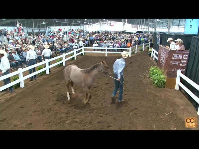 Western Heritage Classic Ranch Horse Sale, Abilene, TX