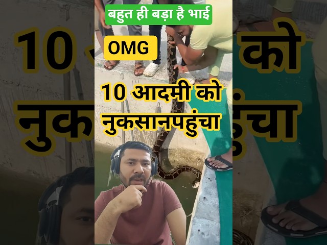 biG pYthon 🐍🐍 #snake #python #animals #shorts