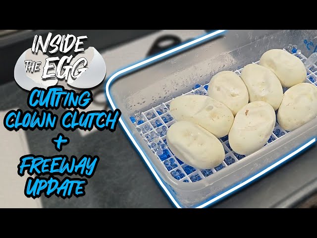 Clown Clutch Cutting | Freeway Hatchling Update | Inside the Egg 5