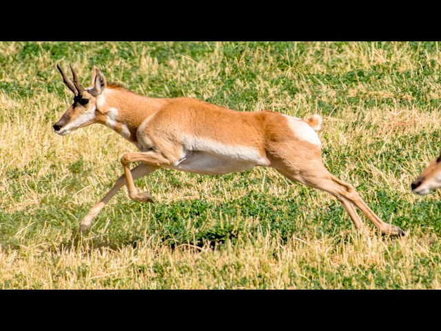 Pronghorn Facts: Watch North America’s Fastest Land Animal