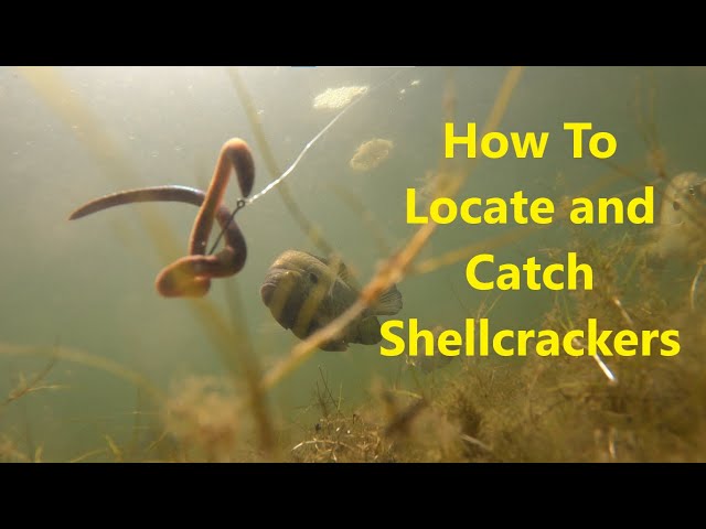 How To Locate and Catch Shellcrackers and Bluegill During the Spawn.