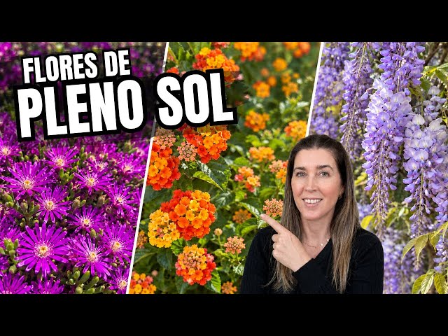 The 10 BEST FLOWERING PLANTS for FULL SUN ☀️ 🌸