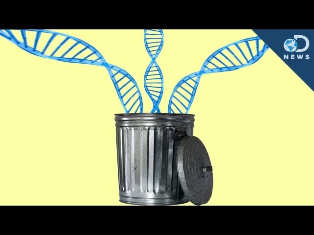 98% of Your DNA is Junk
