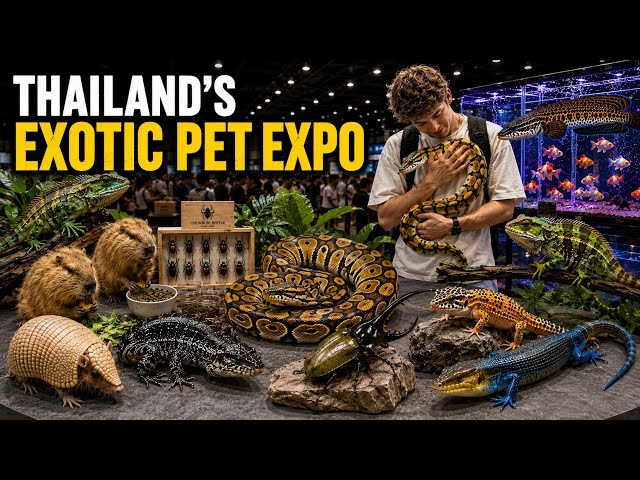 4K HDR | Amazing Exotic Pets in Thailand 🇹🇭 Bangkok Expo 2026