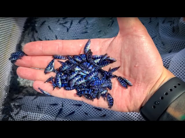 Secrets Shared by an African Cichlid Farmer [Tour]