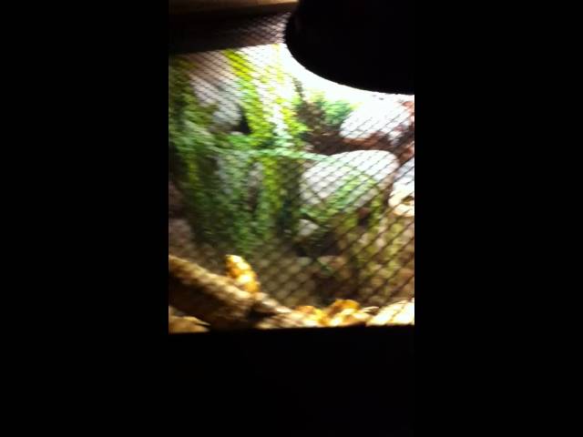 Cornsnake33 contest entry my reptile jacob