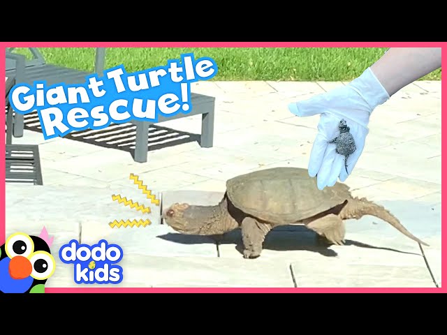 Snapping Turtle Sneaks Into Family's Backyard And Doesn't Want To Leave | Rescued! | Dodo Kids