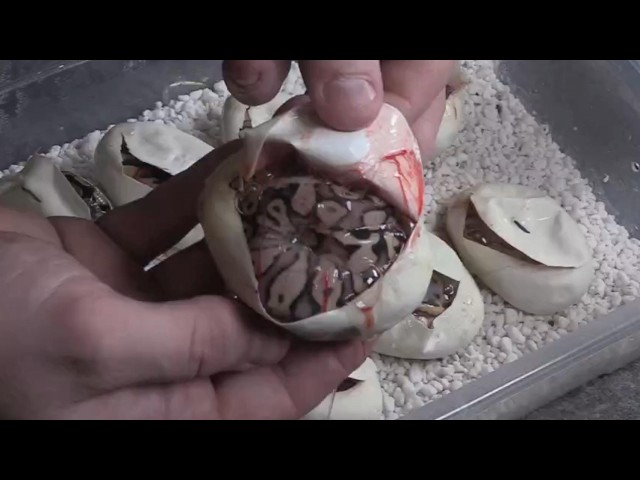 SUPER ORANGE DREAM STRANGER HET MONSOON CLUTCH