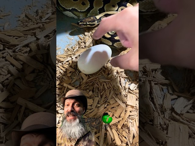 We found another egg! #molinarosnakelab #ballpython #royalpythons #diy #reptiles #babysnale #shorts