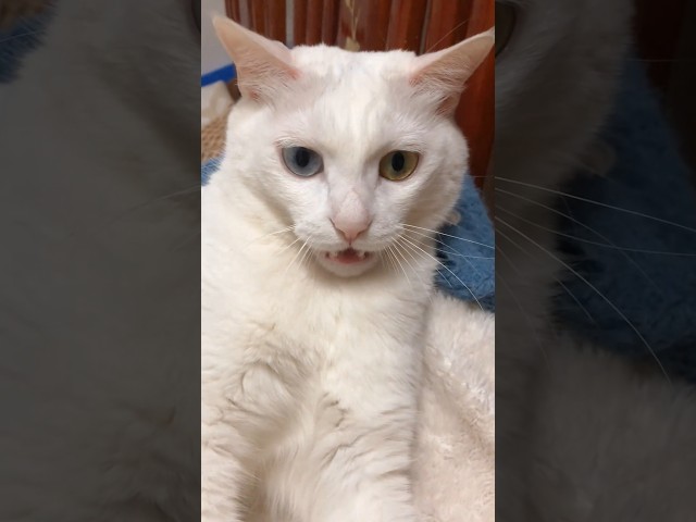 He Tried Catnip For The First Time 😂