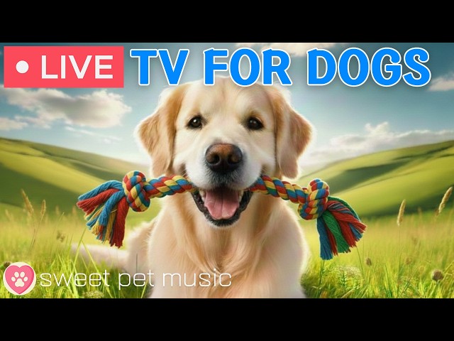 🔴24 Hours of Dog TV🎵🐶Calming Music for Dog Sleep🐾🩷Soothing Dog Music for Anti Stress and Anxiety