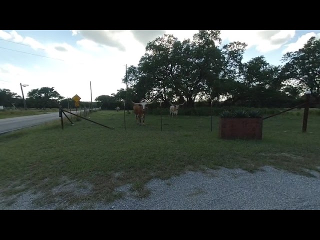 Texas Long horns (vr180)