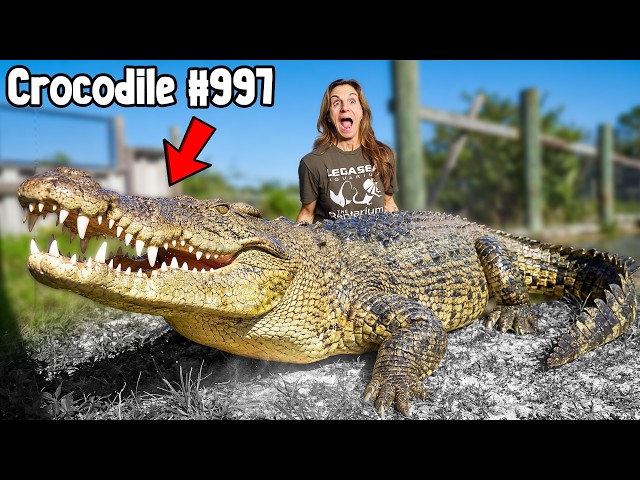 Private Tour Of World’s Most Expensive Crocodile Sanctuary!