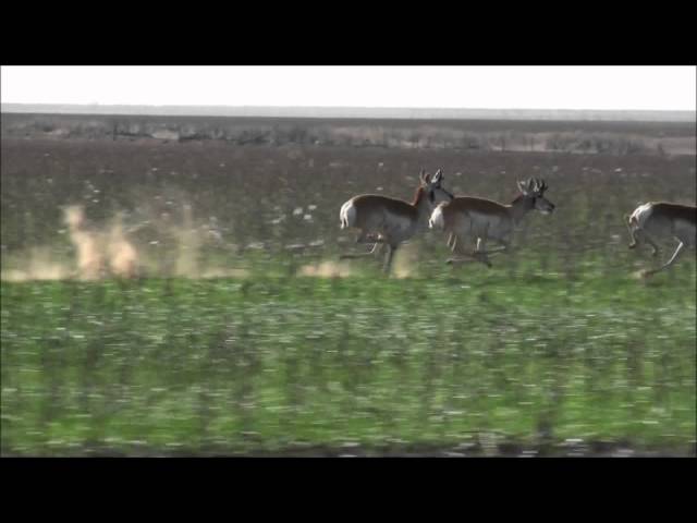 Pronghorn Antelopes Running at Full Speed