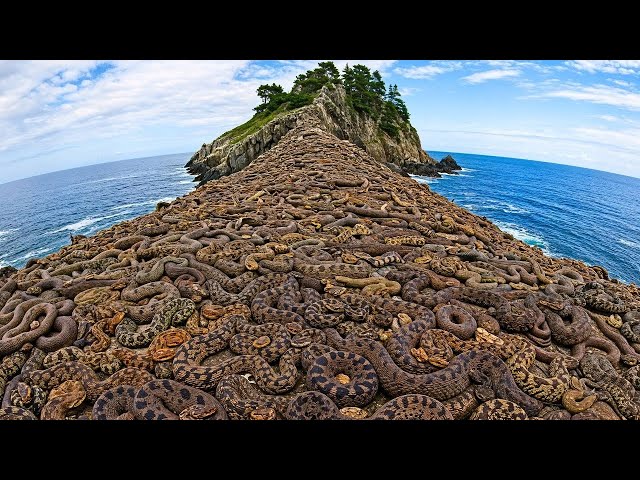 Why the U.S. is Releasing Thousands of Snakes into the Wild ,Florida’s Secret Plan  | Asterisk facts