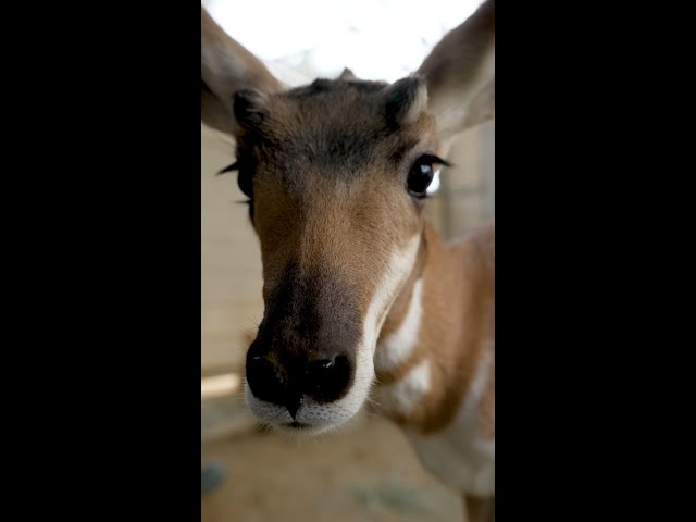 Pronghorn Rescue🐐