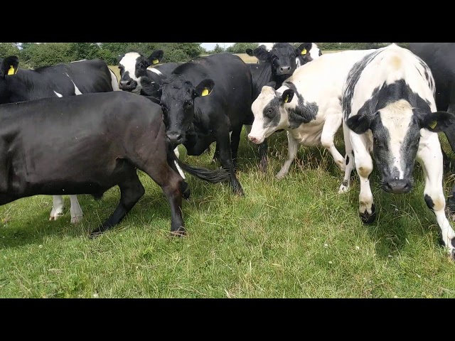 GETTING CHARGED BY COWS (ALMOST TRAMPLED!!!)