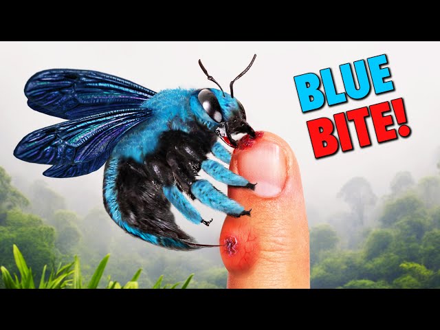 BITTEN and STUNG by Borneo's Biggest Blue Bee!