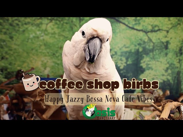 Coffee Shop Birbs | Happy Jazzy Bossa Nova Cafe Vibes w/Cozy Nature Sounds for Birds—Parrot Town TV🦜