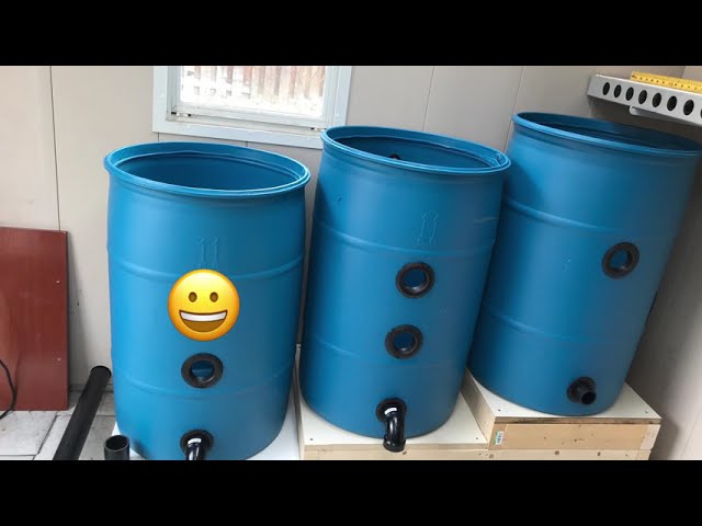 DIY 3-Barrel Filter System for Koi Pond