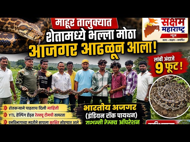 माहूरच्या सायफळमध्ये आढळला तब्बल 9 फूट लांबीचा अजगर 🐍 | शेतकऱ्याची उडाली धांदल | Saksham Maharashtra