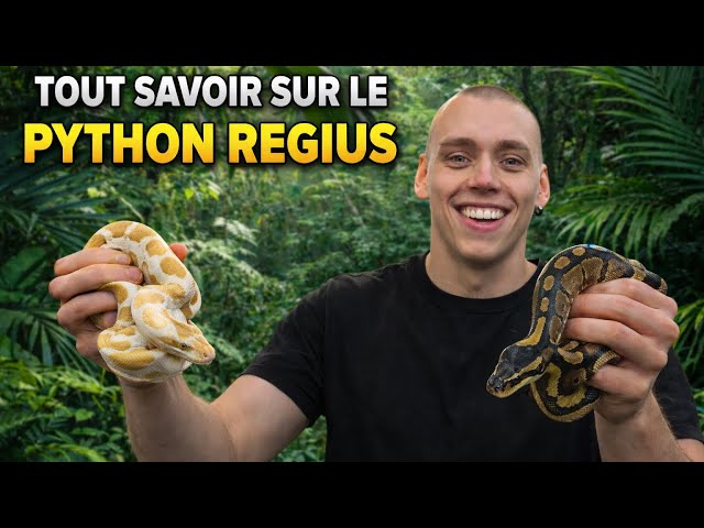 Python Royal - Tout ce que tu dois savoir avant d’Adopter!