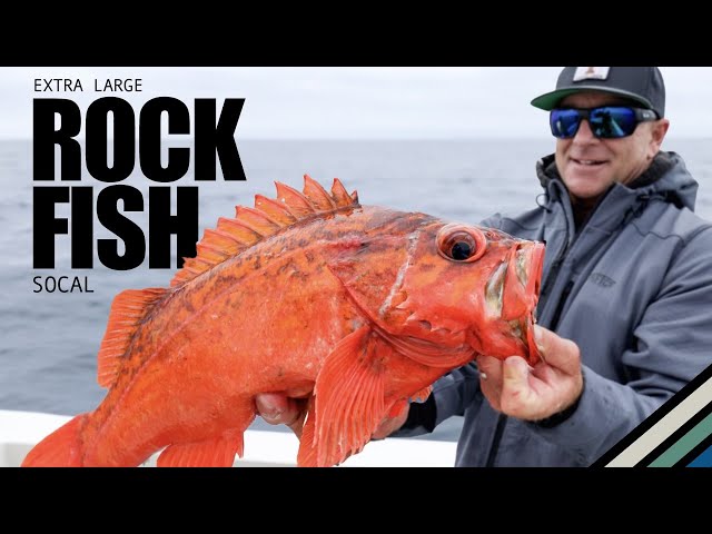 California's Deep Drop Rockfish: Unveiling hidden secrets | S8:E6 Local Knowledge Fishing Show