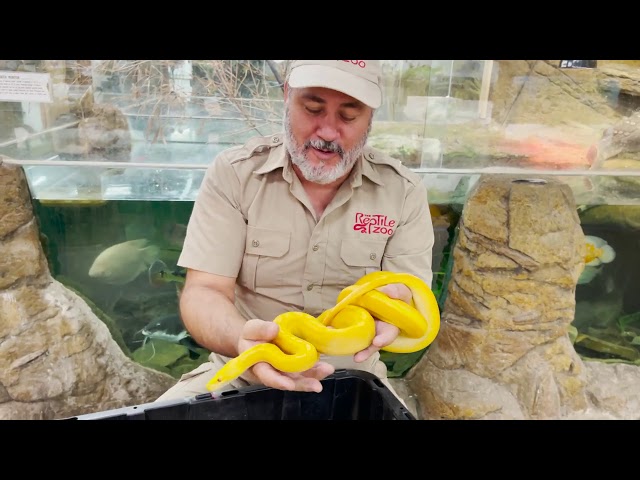 RAREST Reticulated Pythons in the World!