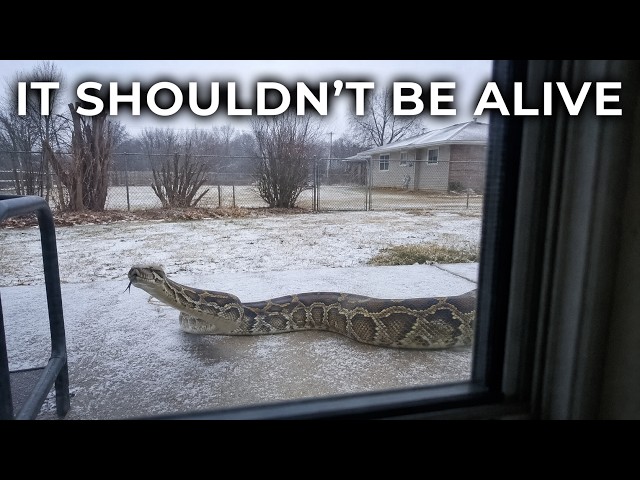 Pythons Are Surviving Florida's Worst Freezes — And Scientists Just Found Out Why