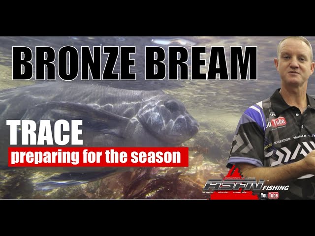 Traces | Bronze Bream