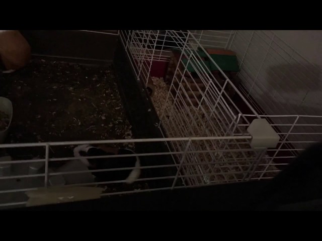Ginny pig escape