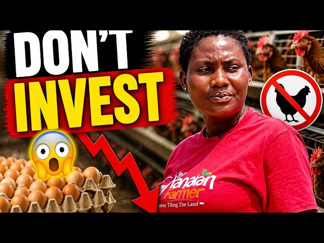 Why Poultry Farming in Ghana Can Make You Lose Money (Nobody Tells You This)