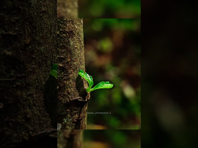Mobile Photography tutorial 👌 Creative mobile photography 🔥 #photography #macro #naturelovers
