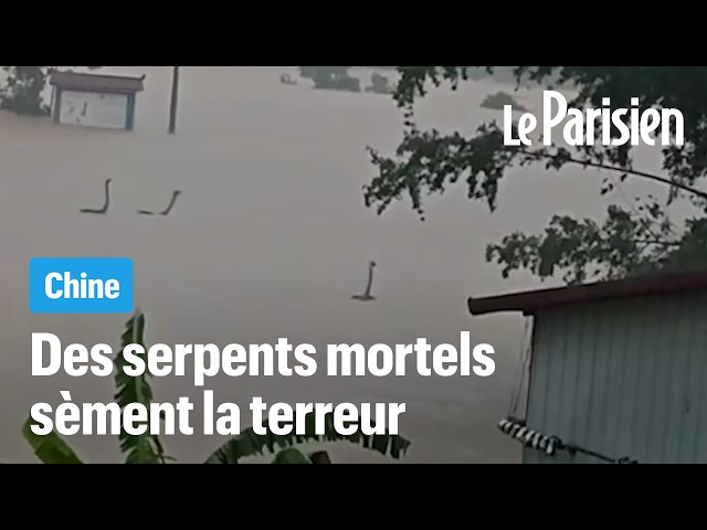 Inondations en Chine : 900 serpents venimeux envahissent les rues submergées