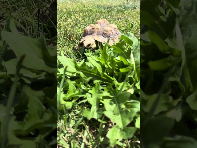 Morla helping control the weeds in the yard! #sulcatatortoise #sulcata