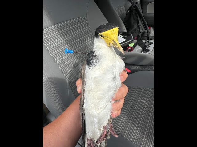 Plover Rescue