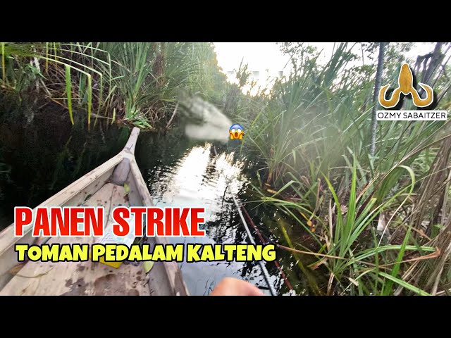 BRUTAL STRIKE ‼️ TOMAN MONSTER IN THE Hinterlands of Kalimantan | SHIMANO SCORPION DC 151 XG | TO...