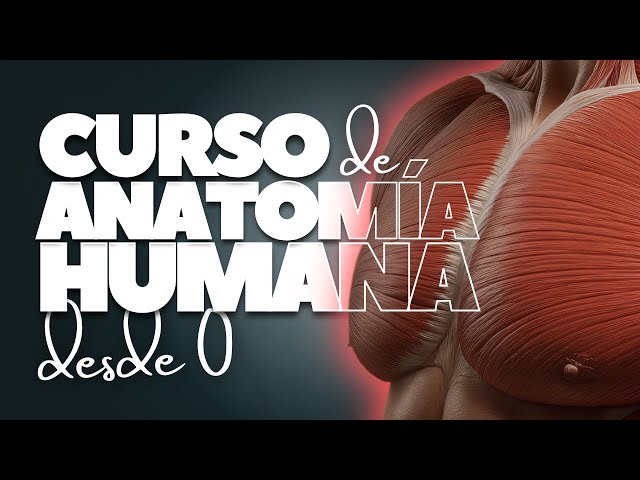 🎓 Curso de Anatomía Humana Gratis » Aprende anatomía desde 0