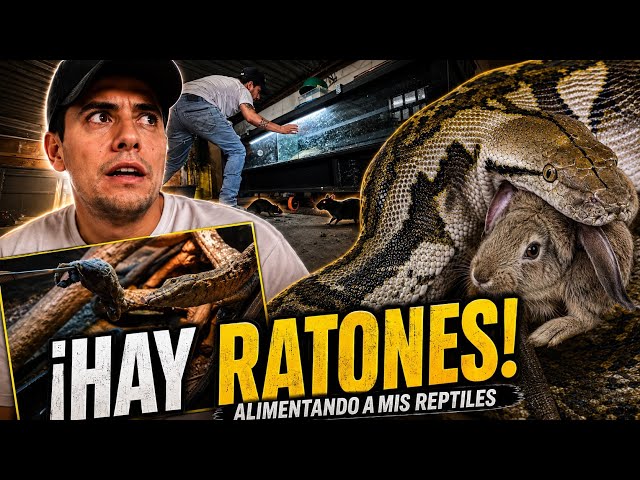 FEEDING MY REPTILES...AND I HAVE MICE IN MY ROOM!