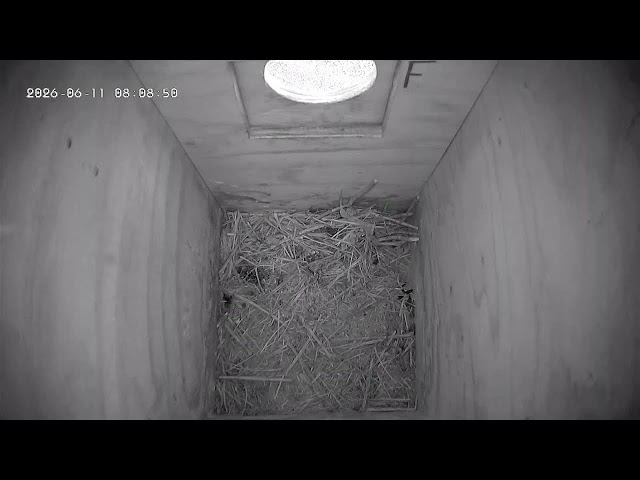 LAST CHANCE: 3 Jackdaw Chicks Are About to Fly Out | Sweden Nest Cam LIVE